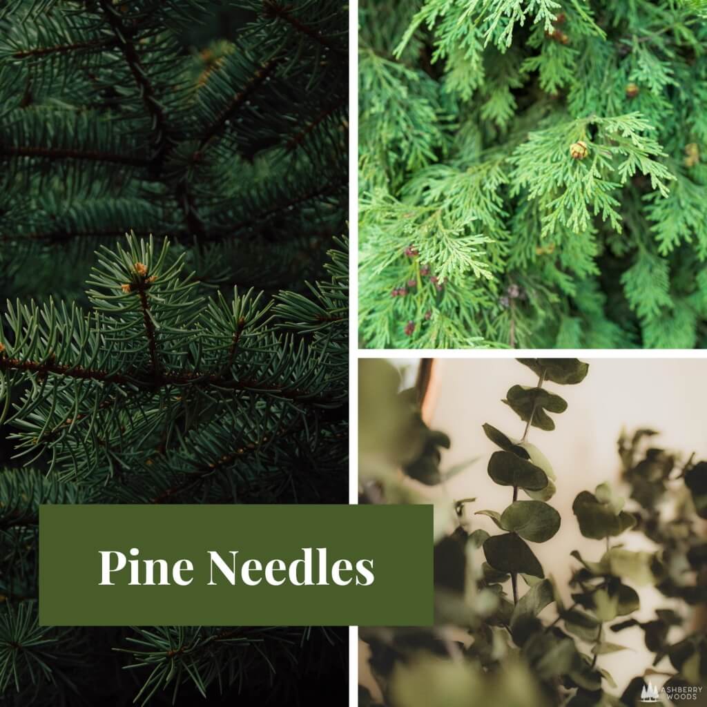 Pine Needles Wax Melt  Auburn Candle Company